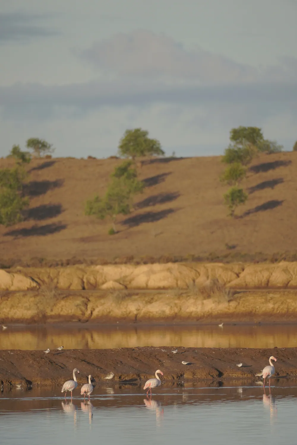 Flamingos wading in the Sal Correia salt pans, inside the Reserva Natural do Sapal de Castro Marim