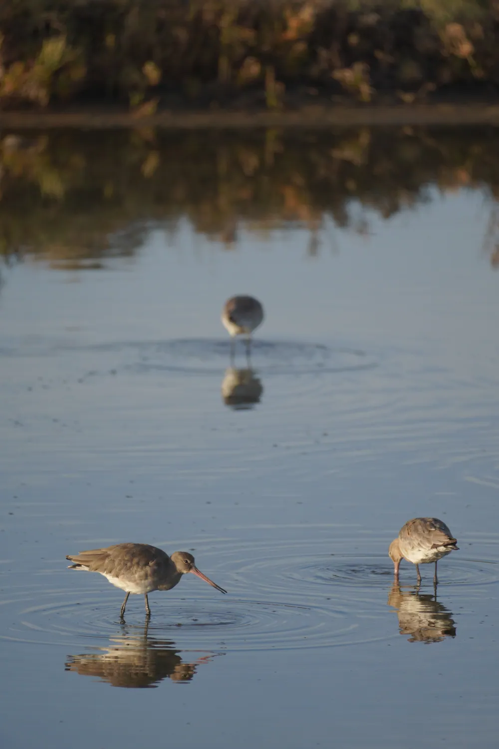 Wading birds feeding at dawn in the salt pans of the nature reserve